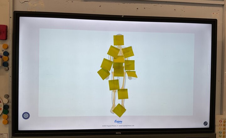 Image of Year 3 Science - The Human Body