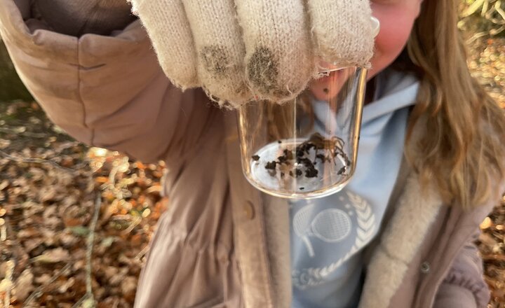 Image of Year 2 Science - Bug Hunt Adventure