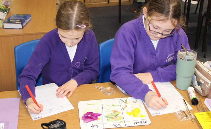 Image of Year 5 Science - Dissecting Flowers