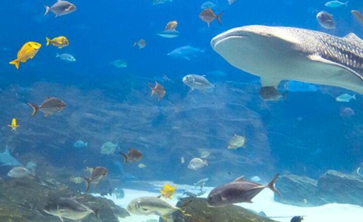 Image of Year 1 Trip to Blue Planet Aquarium 2026