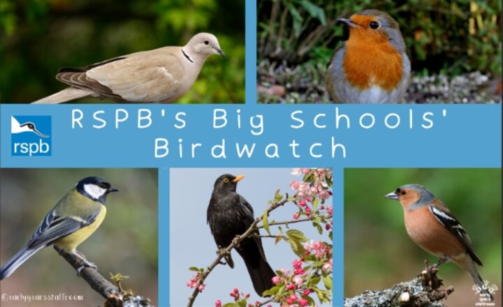 Image of Big Schools' Bird Watch 2025