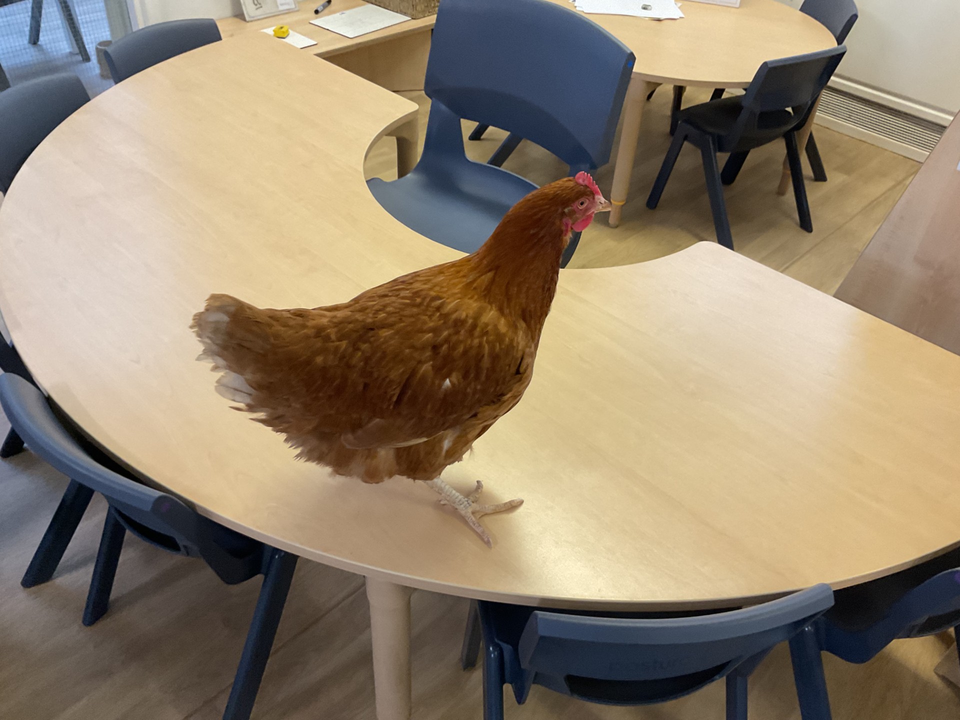 Image of Reception - Hen Visit