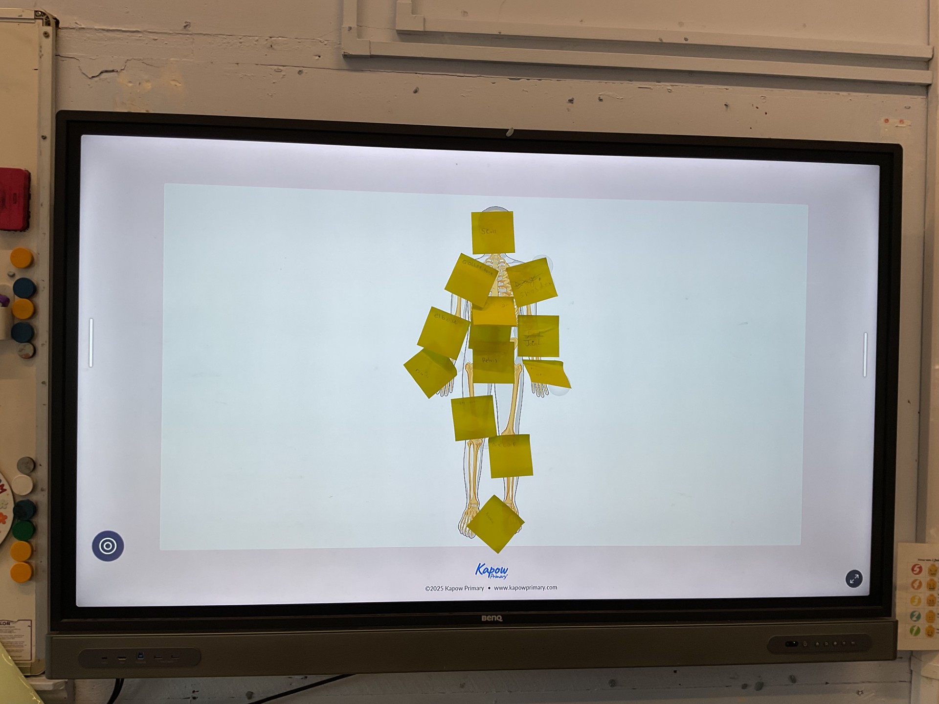 Image of Year 3 Science - The Human Body