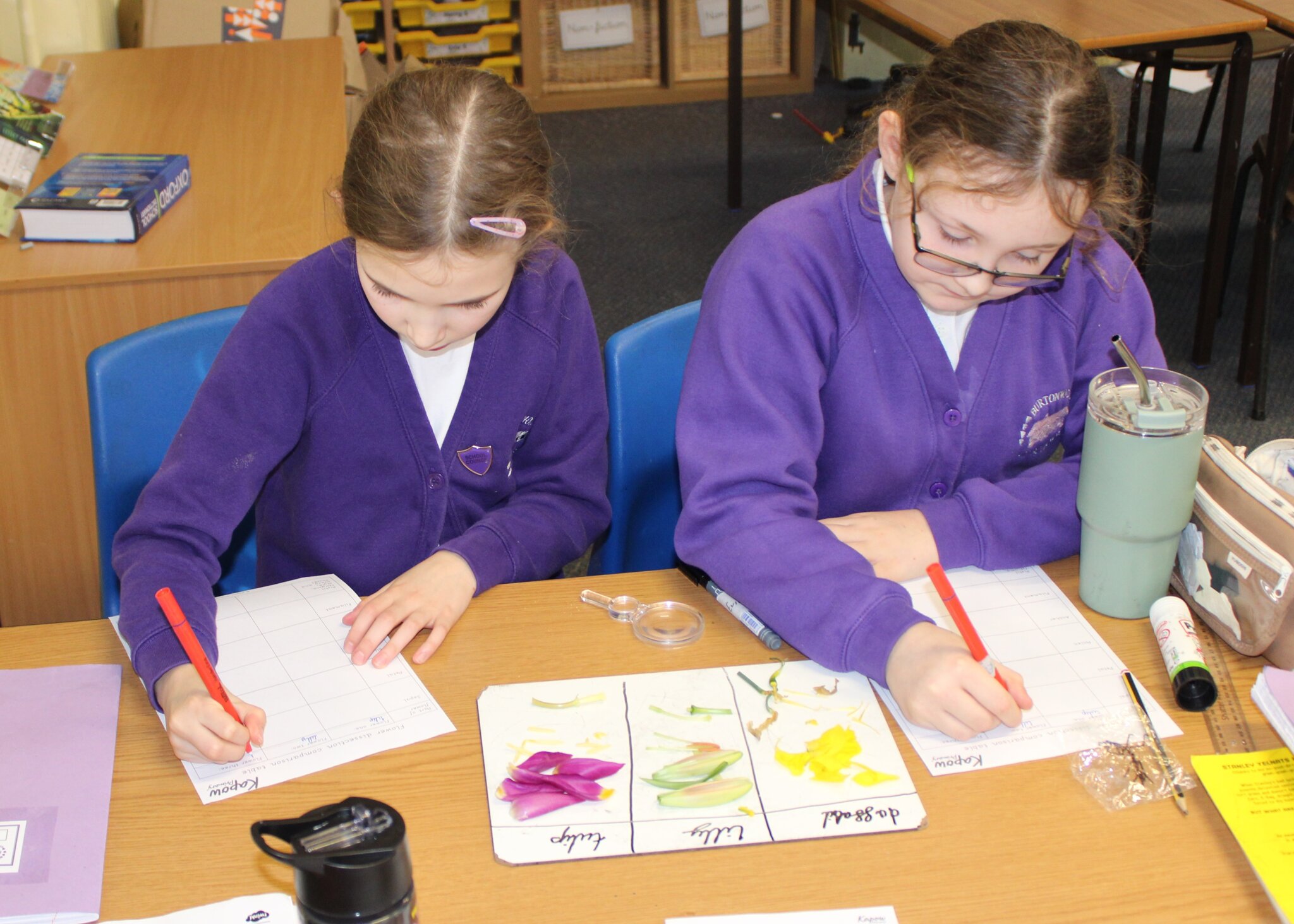 Image of Year 5 Science - Dissecting Flowers