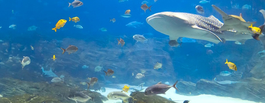 Image of Year 1 Trip to Blue Planet Aquarium 2026