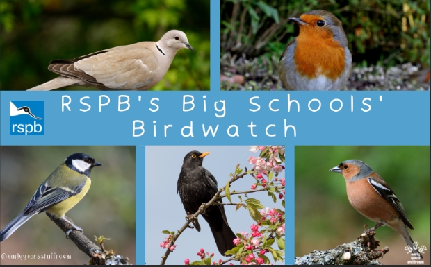 Image of Big Schools' Bird Watch 2025