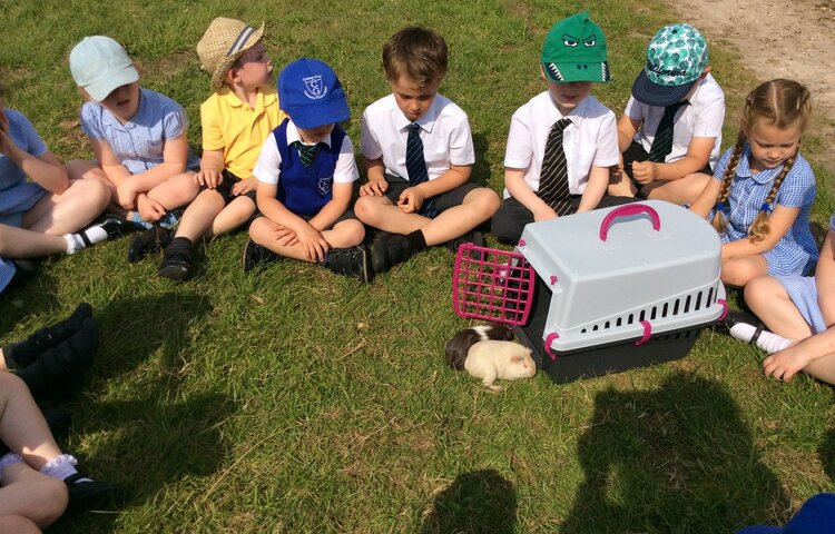 Image of Guinea Pigs