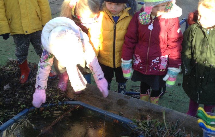 Image of Little Chicks investigate the frost.