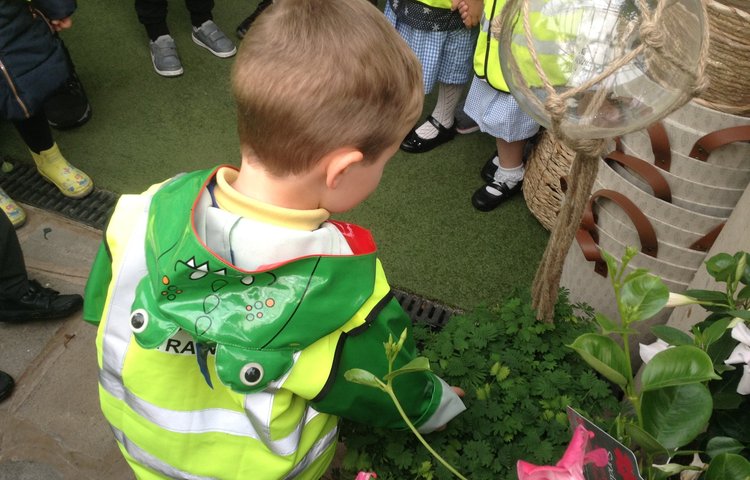 Image of Ducklings and Little Chicks visit The Plant Place