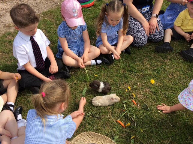 Image of Guinea pigs