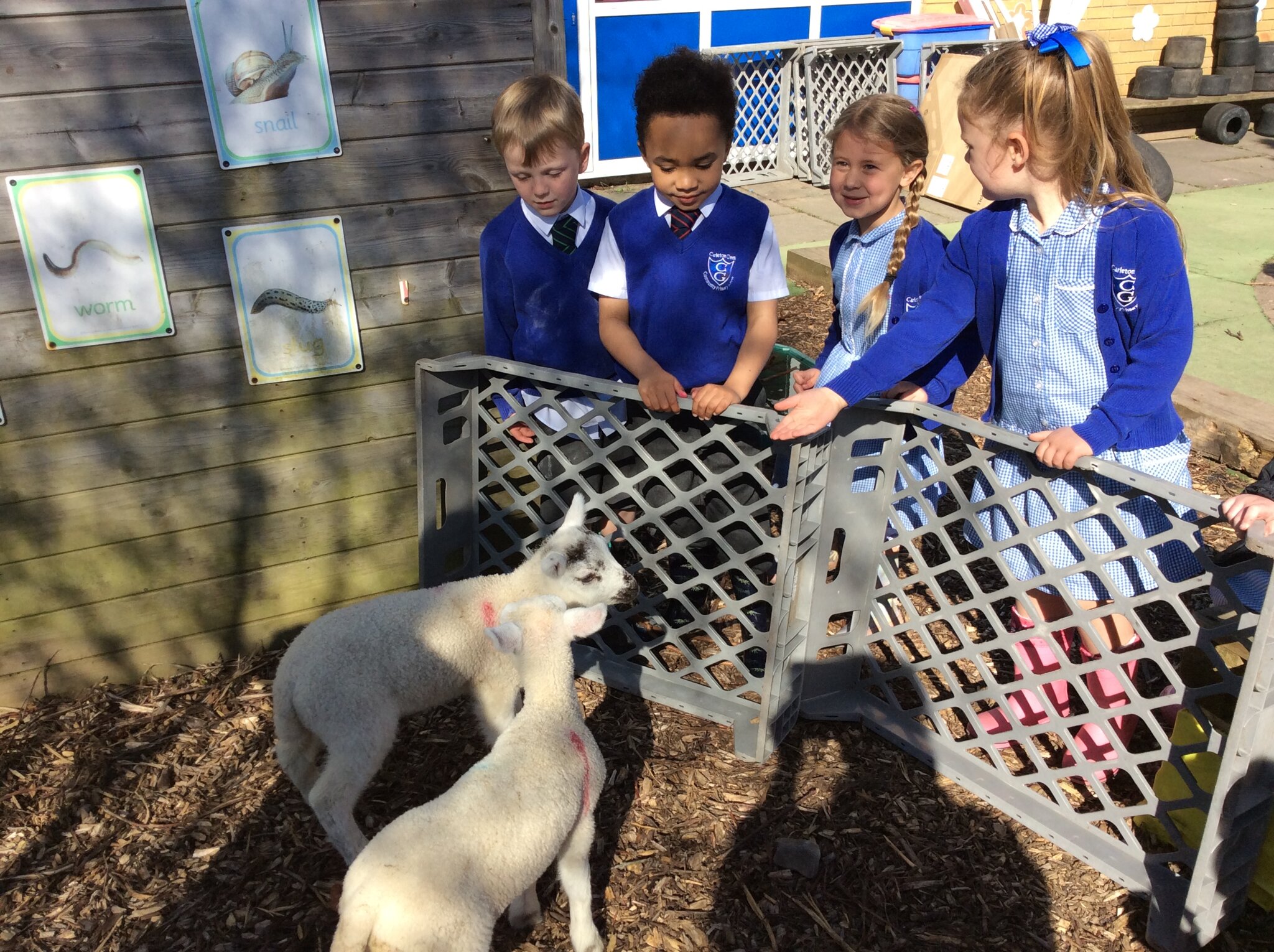 Image of A visit from spring lambs 