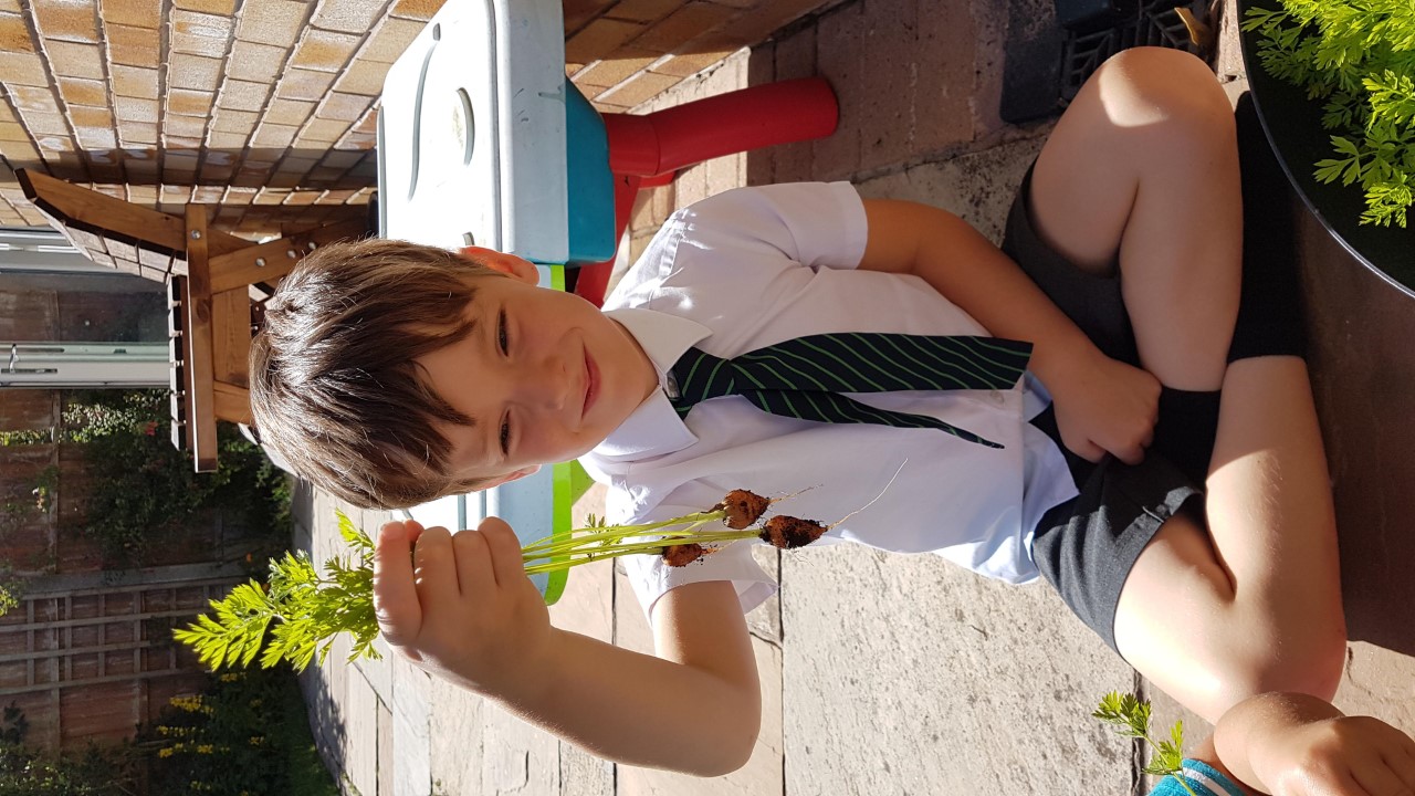 Image of Growing Carrots