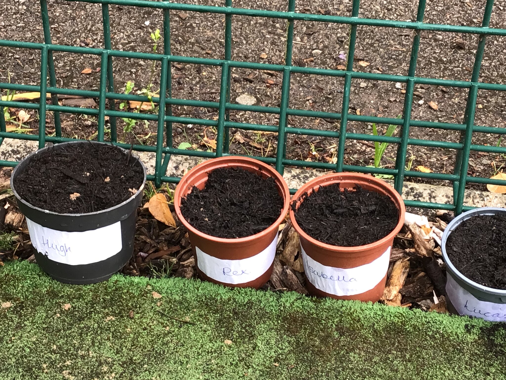 Image of Planting Sunflower Seeds