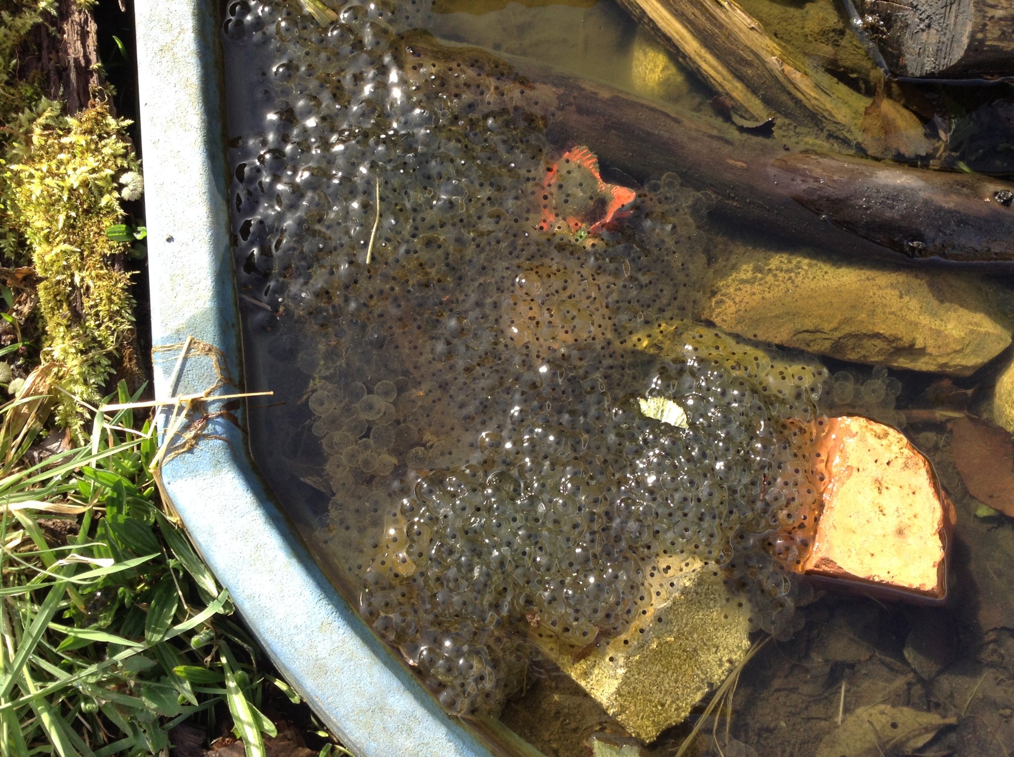 Image of Frog spawn