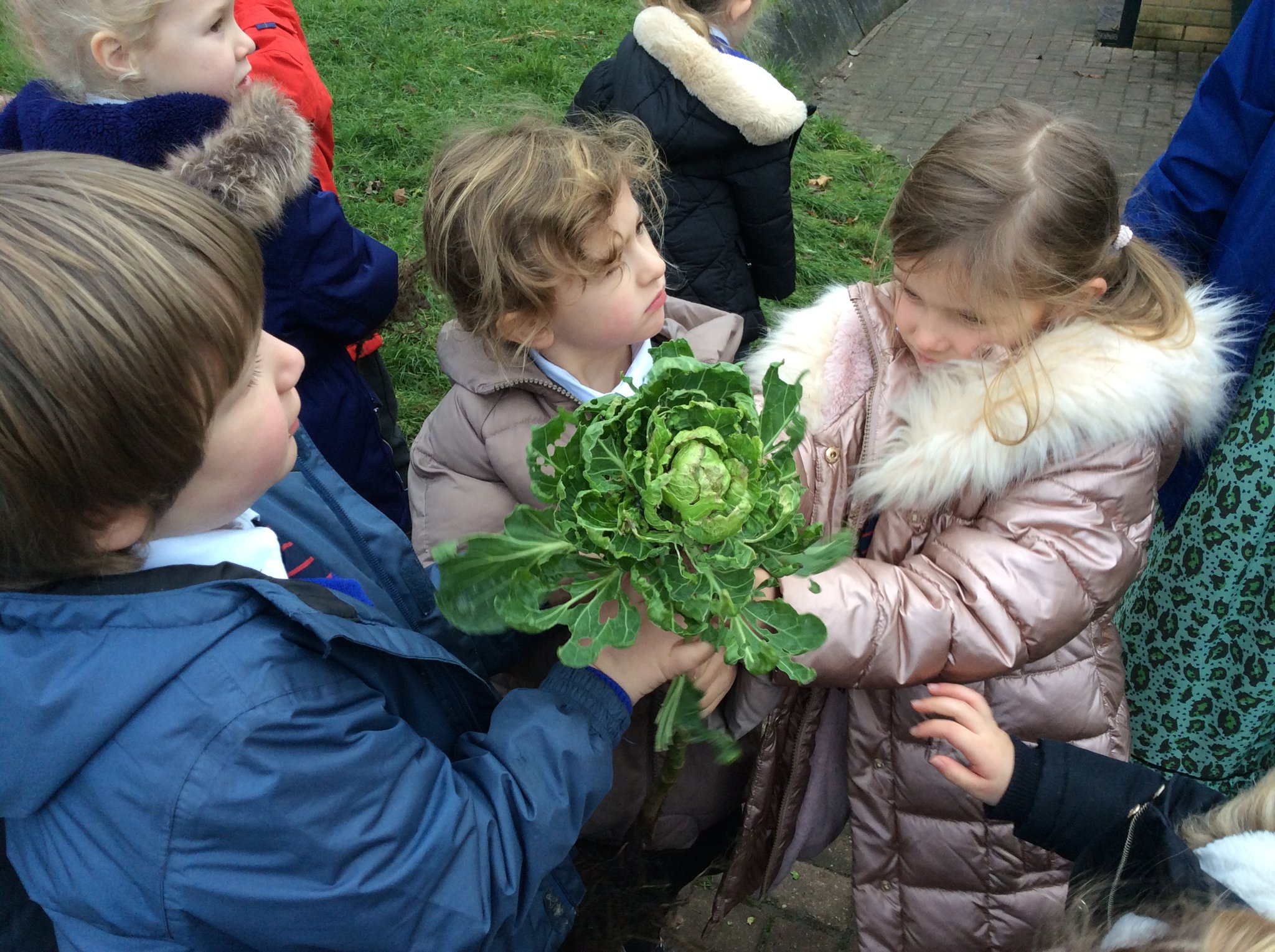 Image of Harvesting