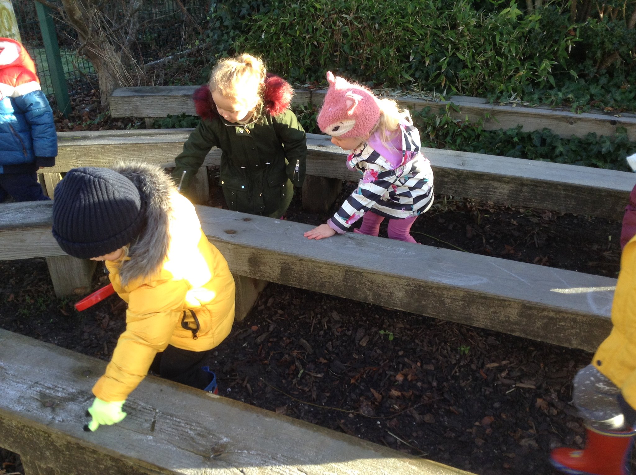 Image of Little Chicks investigate the frost