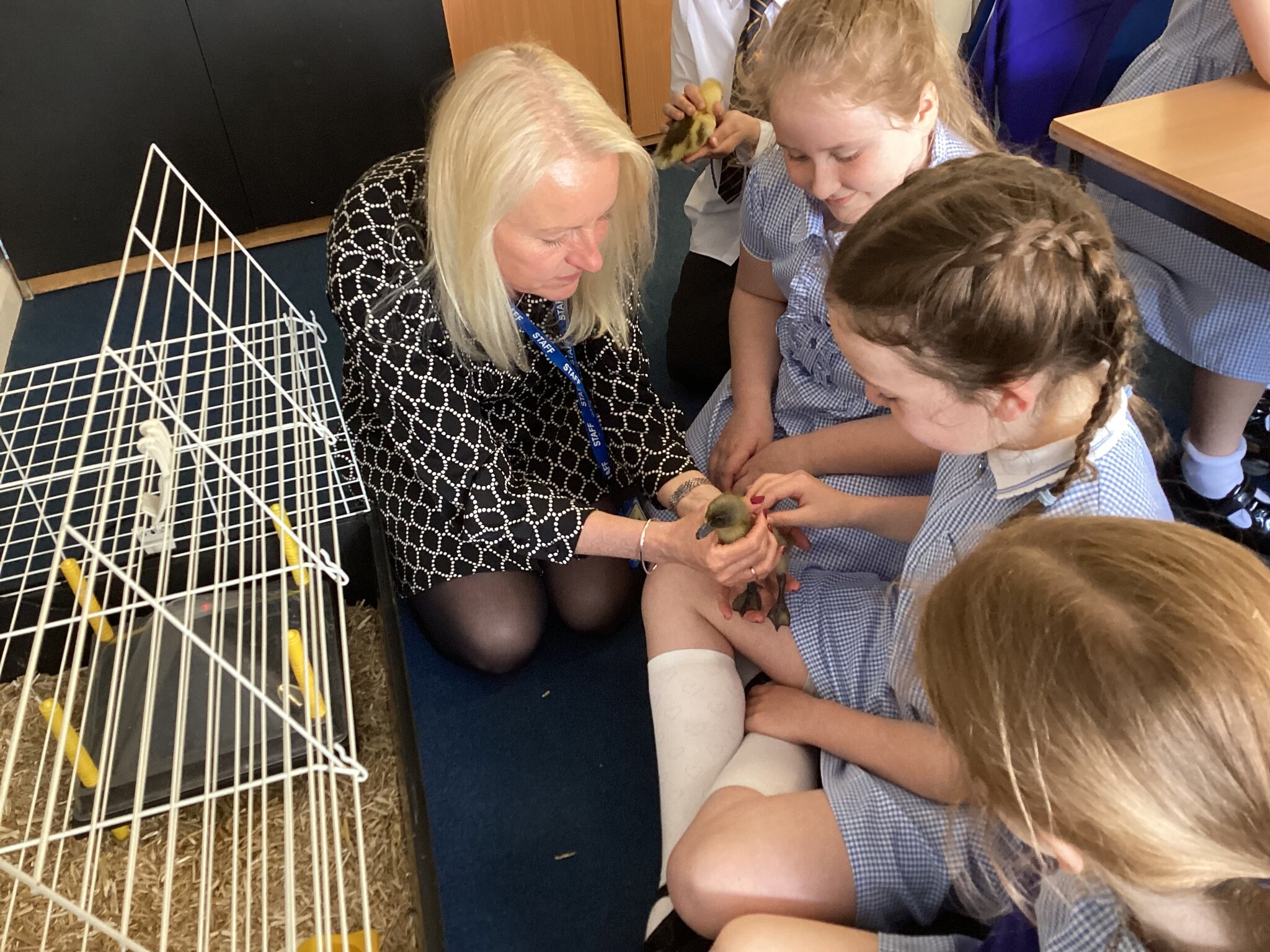 Image of Visit from the ducklings 