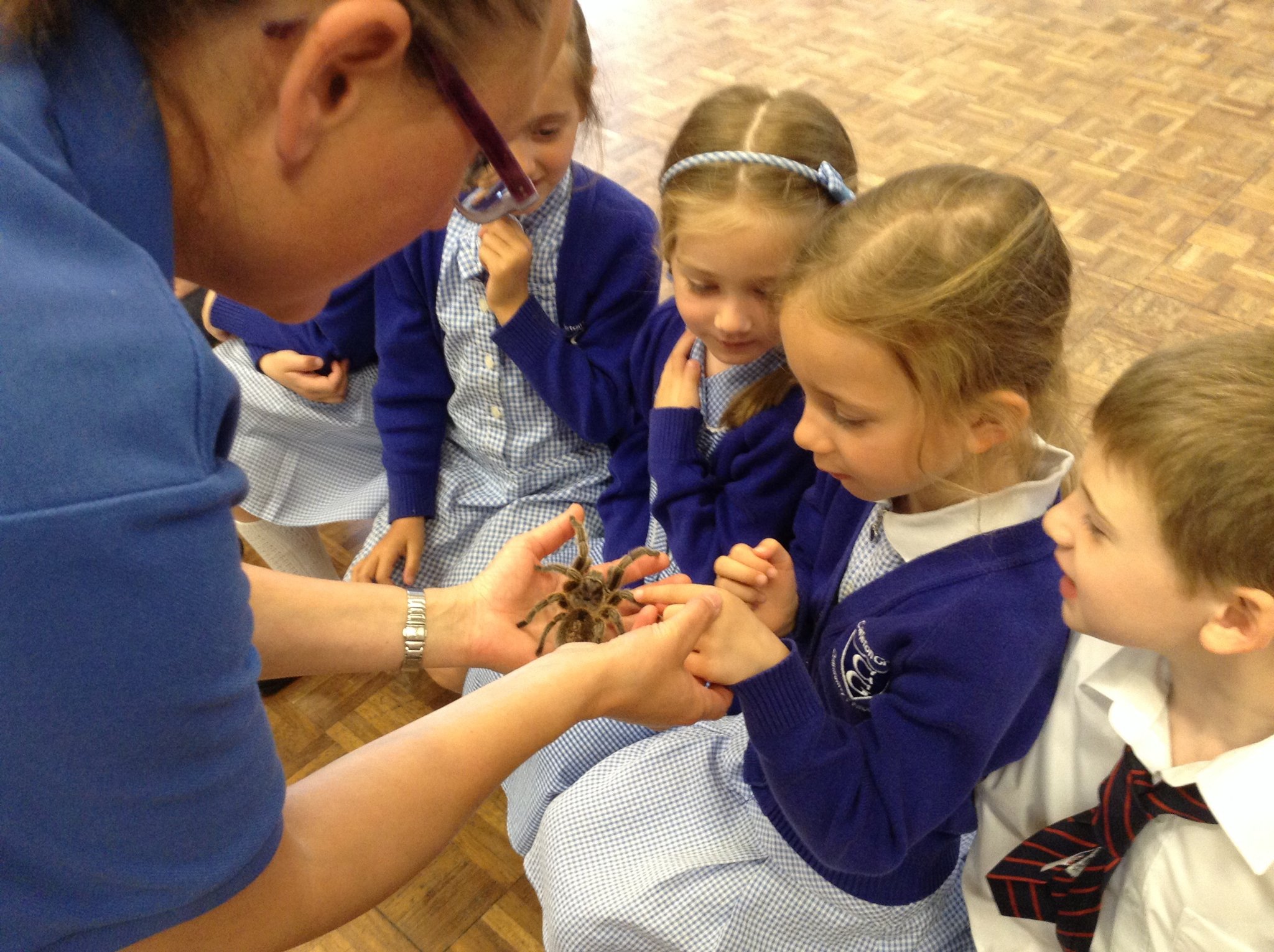 Image of Hands On Animals