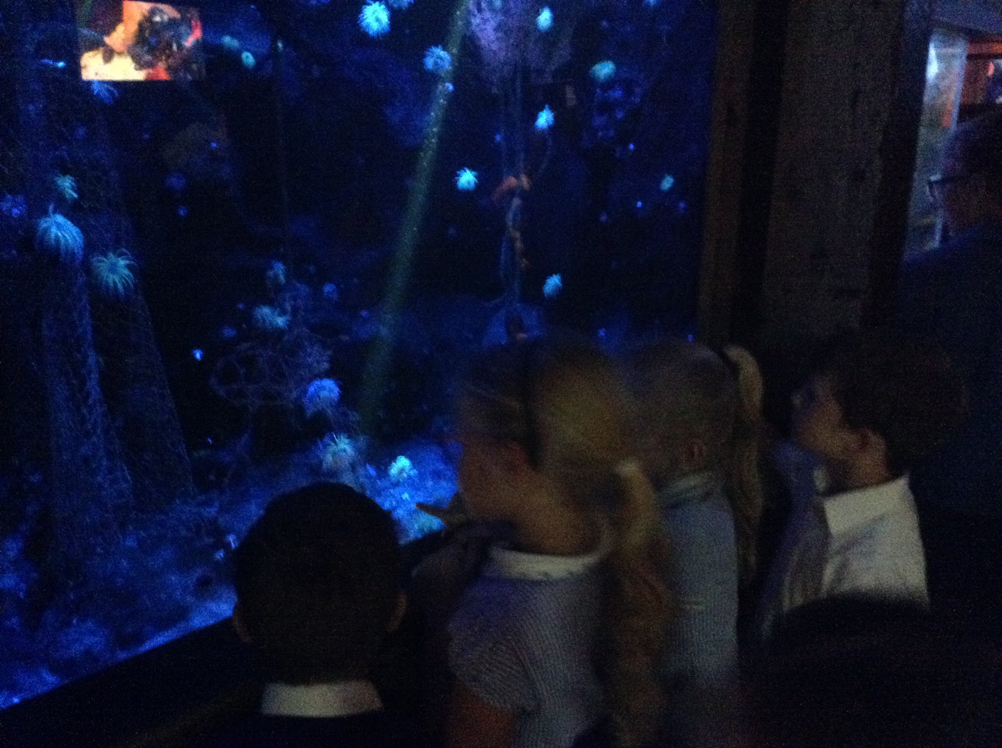 Image of Sea Life Centre 