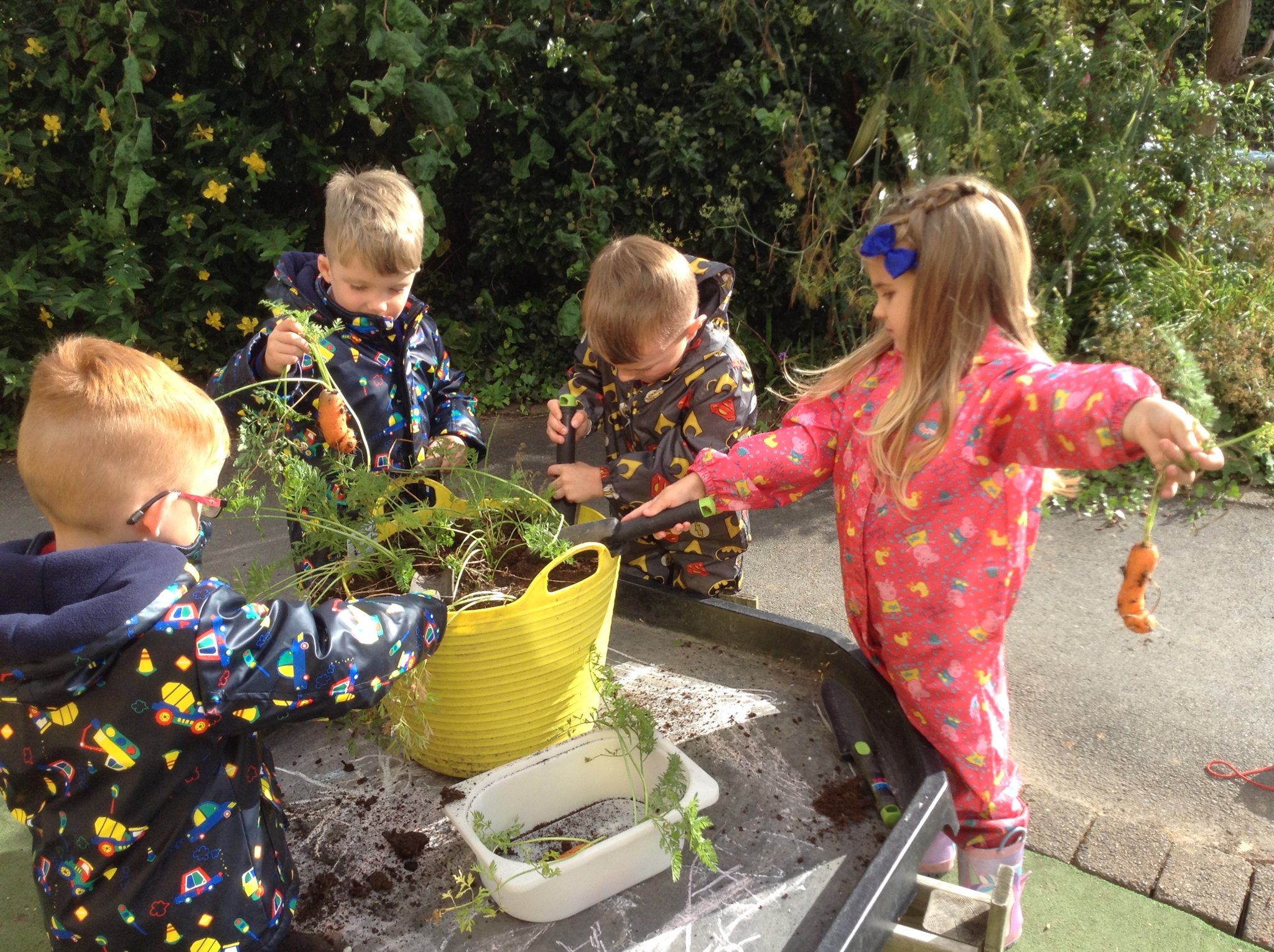 Image of Harvesting the carrots 