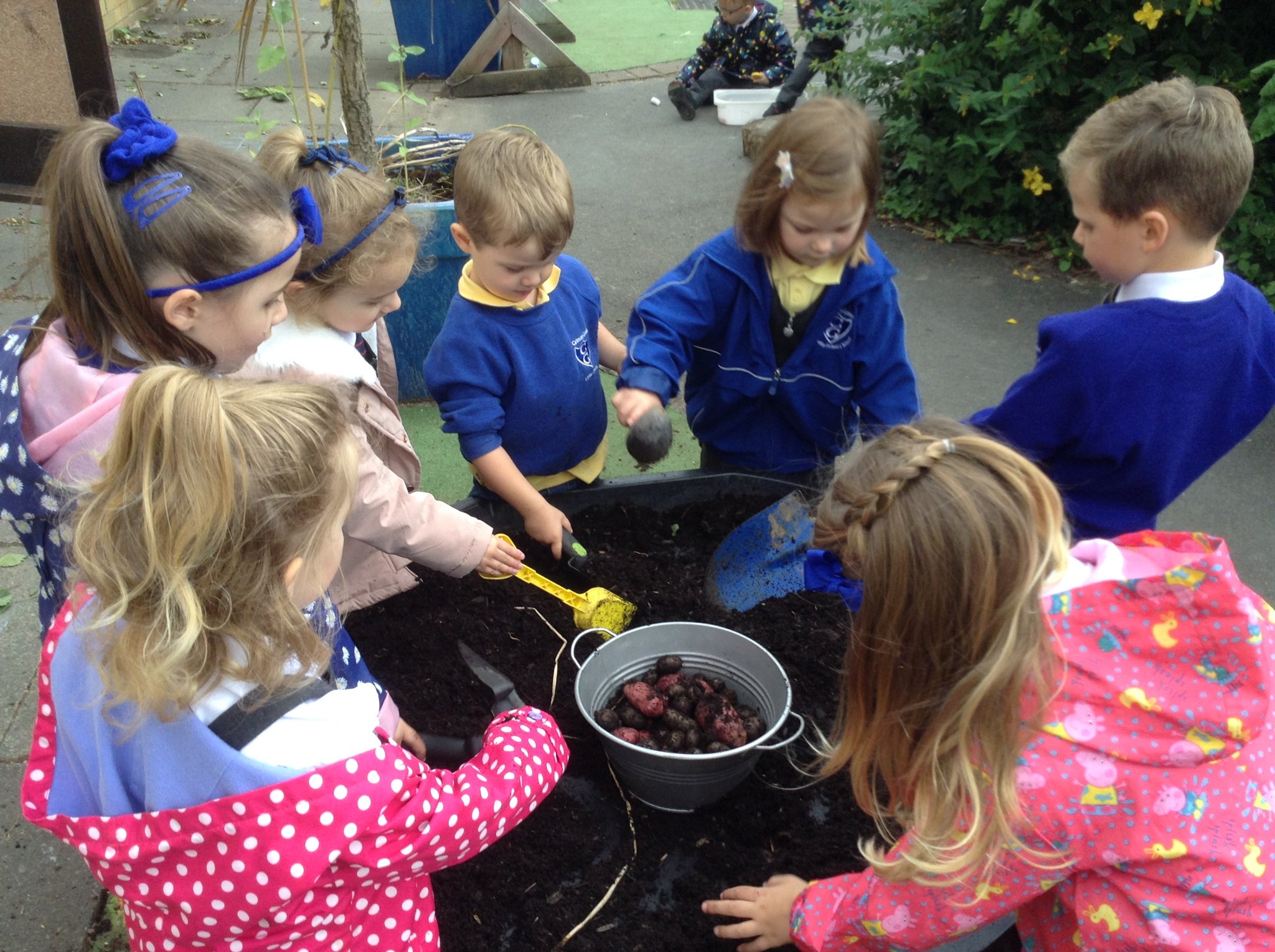 Image of Harvesting the potatoes 