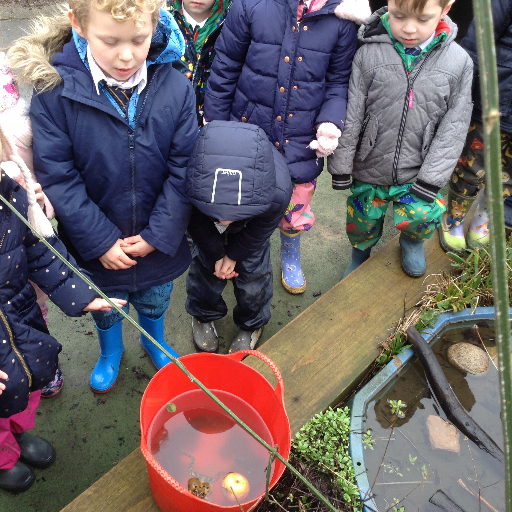 Image of Frog rescue 