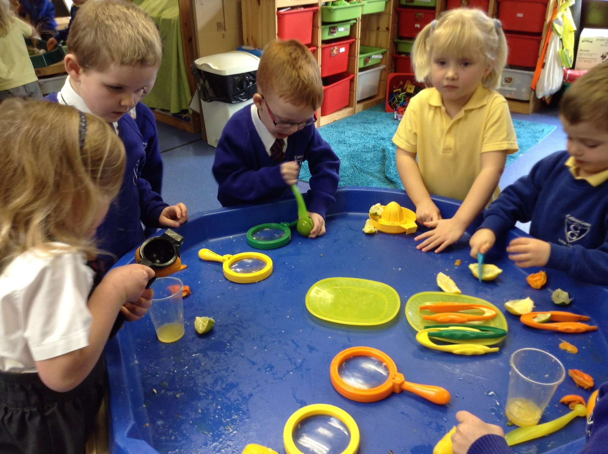 Image of Investigating citrus fruits 