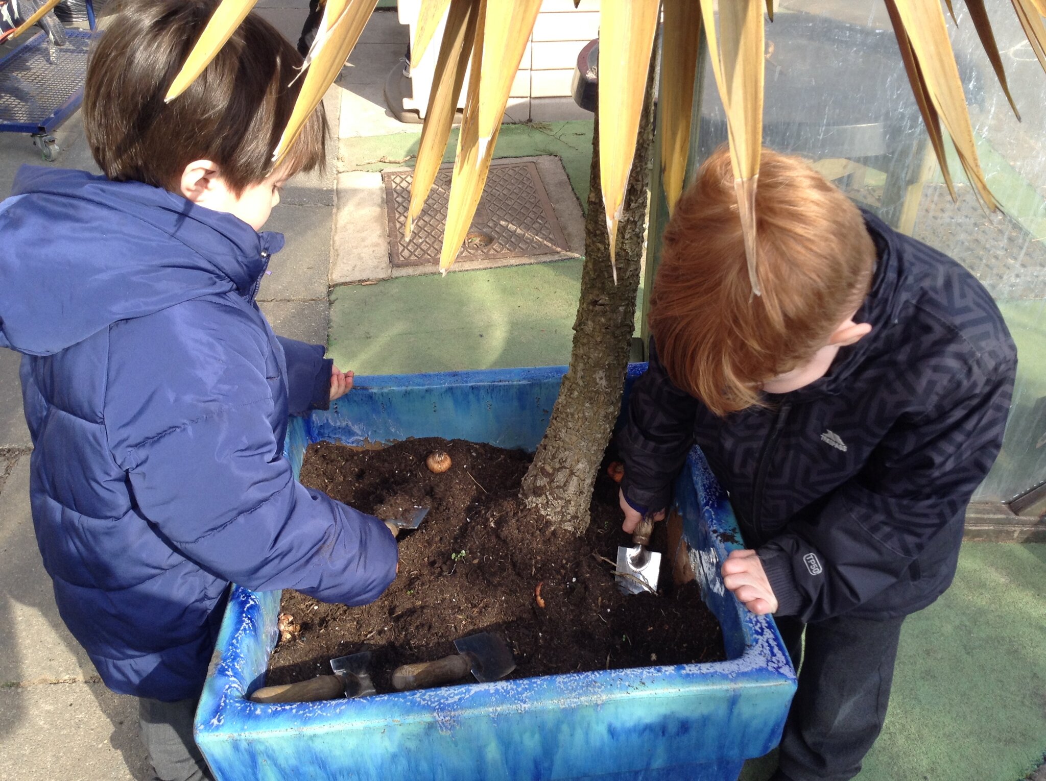 Image of Planting bulbs 