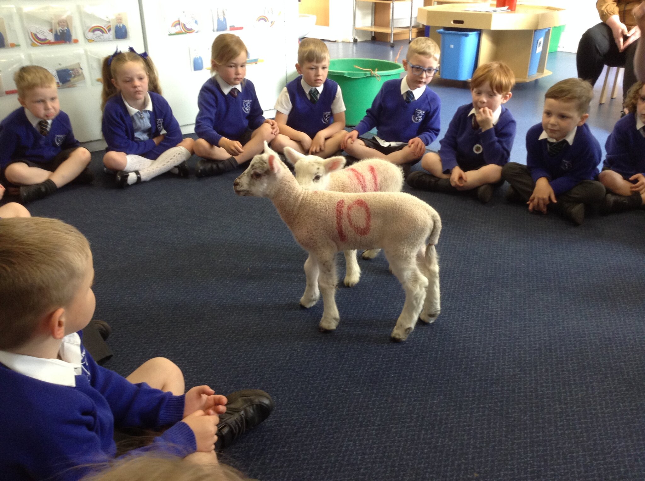 Image of A visit from the Spring lambs 