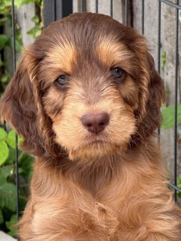 Wispa