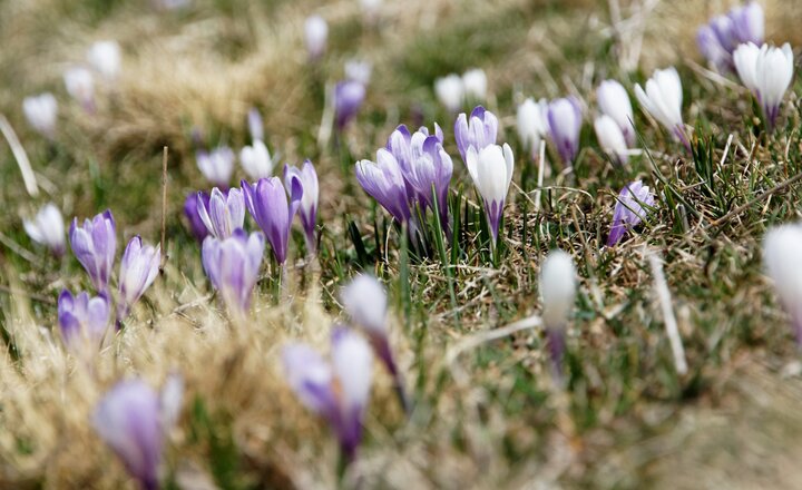 Image of Bulb Planting - Greenbank