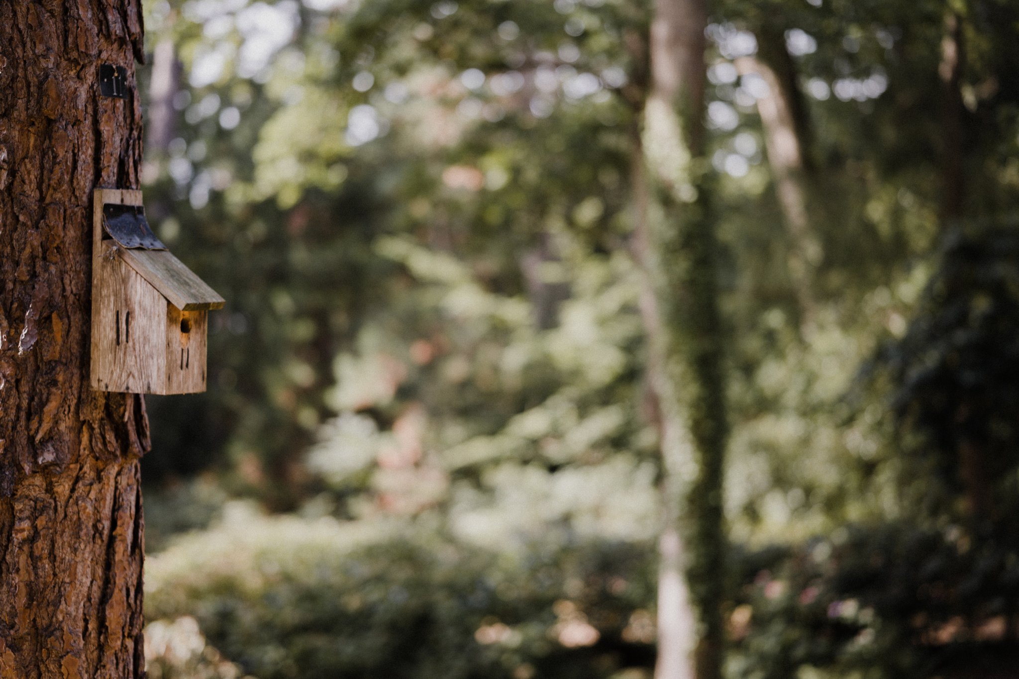 Image of New Bird Boxes