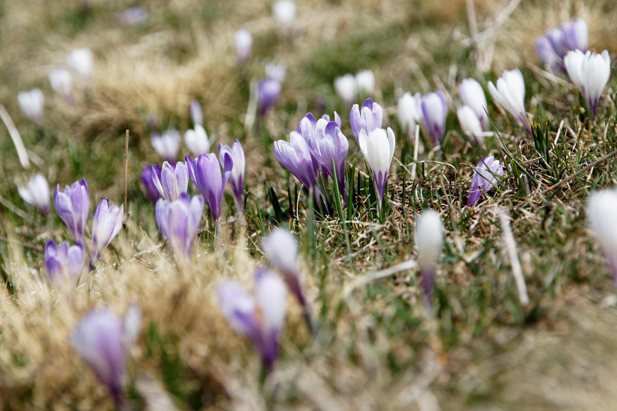 Image of Bulb Planting @ GB