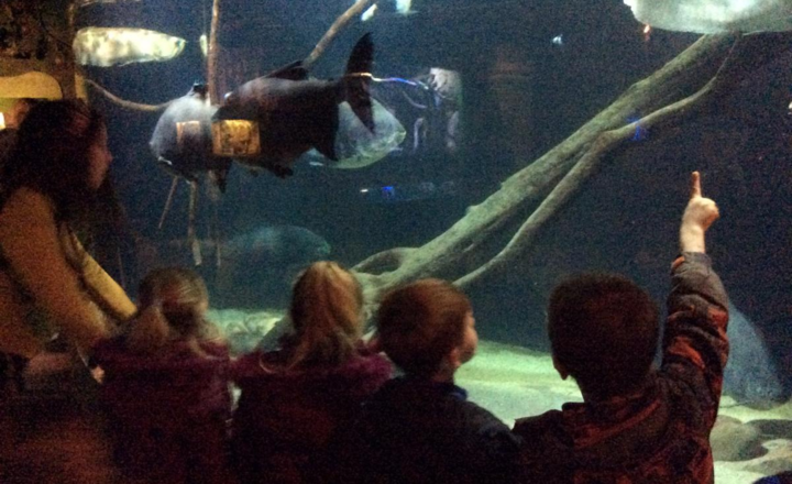 Image of EYFS trip to Blue Planet Aquarium 