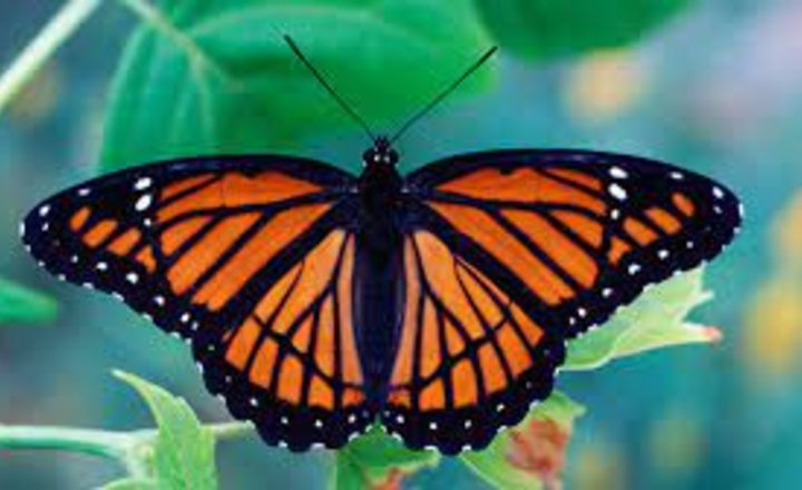 Image of EYFS Butterflies