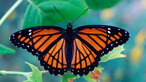 Image of EYFS Butterflies