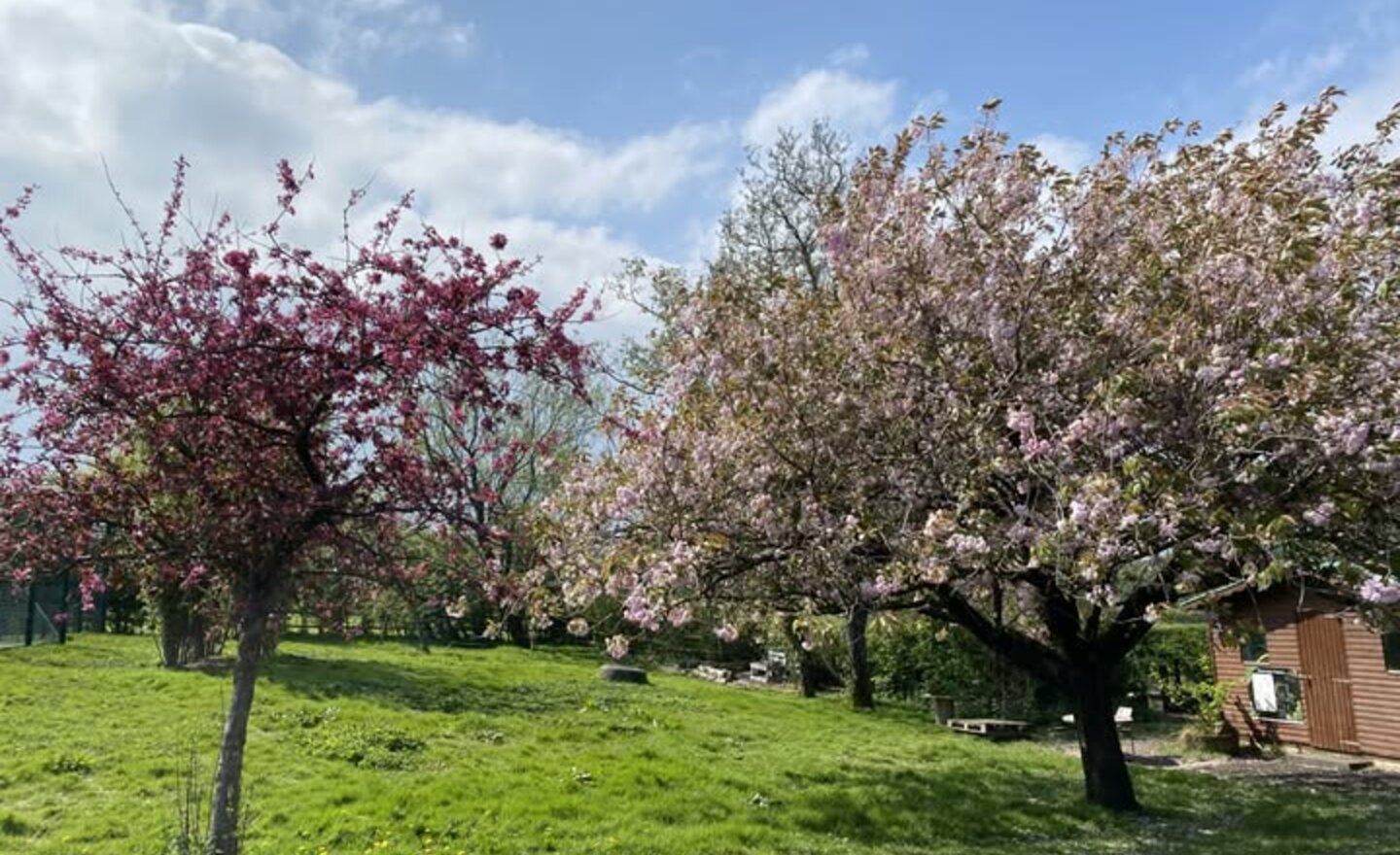 Image of Headteacher’s  Blog – Pilgrims of Hope! Wheelchair basketball & beautiful blossom springing into action!