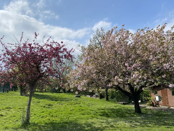 Image of Headteacher’s  Blog – Pilgrims of Hope! Wheelchair basketball & beautiful blossom springing into action!