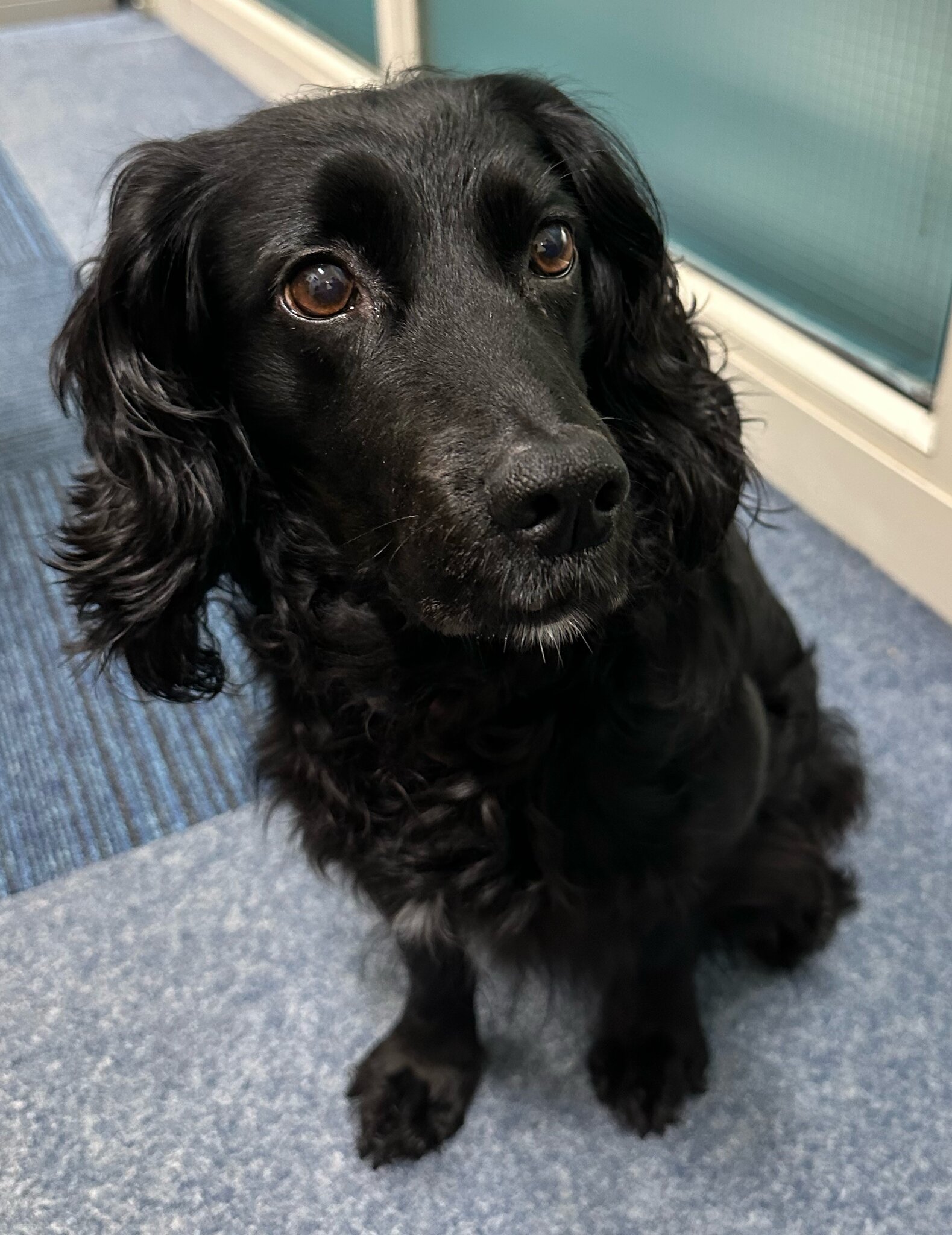 Image of Molly the Therapy Dog Making a Real Difference at Cockermouth School