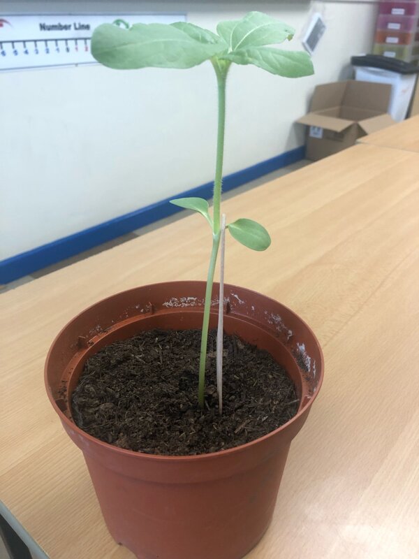 Image of Sunflower Competition Celebrates CHS Regrowth 