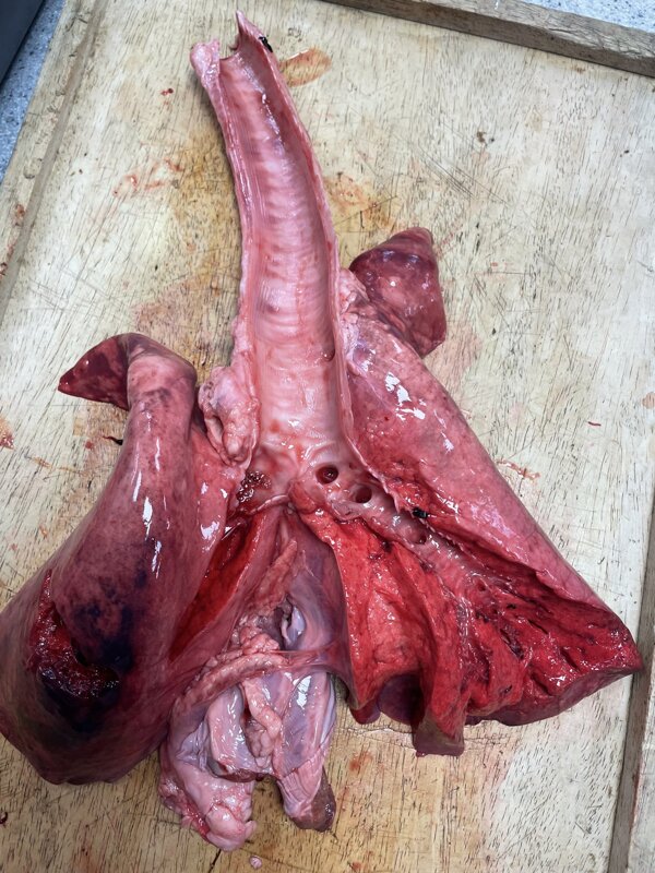 Image of Do You Know Your Bronchus from Your Bronchiole?