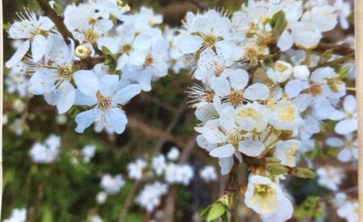 Image of Spring in a Frame Winners Announced