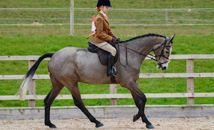 Image of Cheska Qualifies for Cheshire Showing Finals