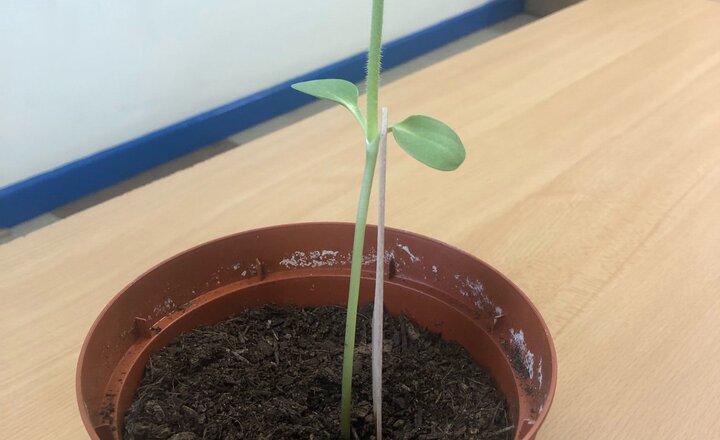 Image of Sunflower Competition Celebrates CHS Regrowth 