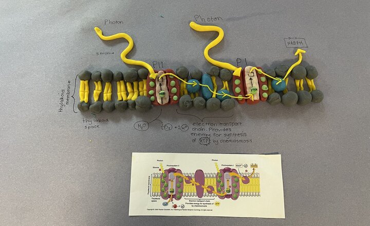 Image of Year 12 Biologists' Models Help Them to Remember