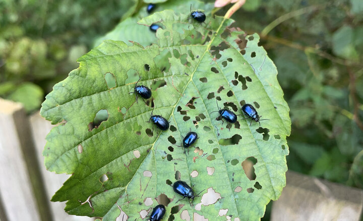 Image of Biodiversity Club Launches with a Great Discovery