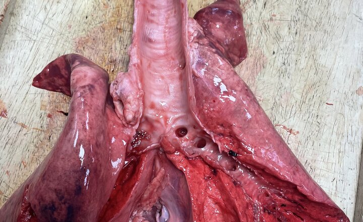 Image of Do You Know Your Bronchus from Your Bronchiole?