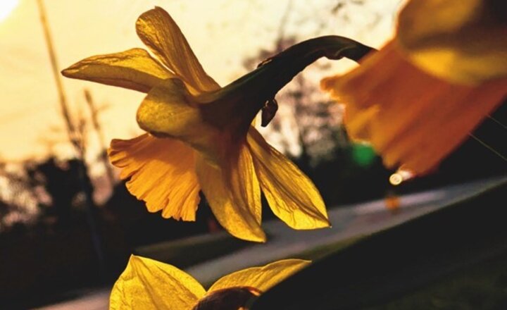 Image of May Newsletter Out Now!