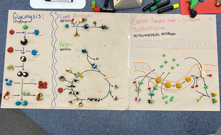 Image of Year 13 Biologists Model Scholarly Excellence