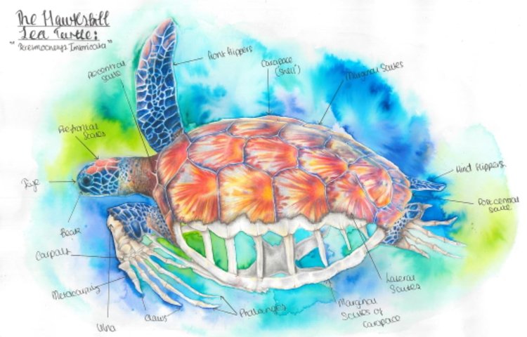 Image of Sophia Shortlisted for Nancy Rothwell Award